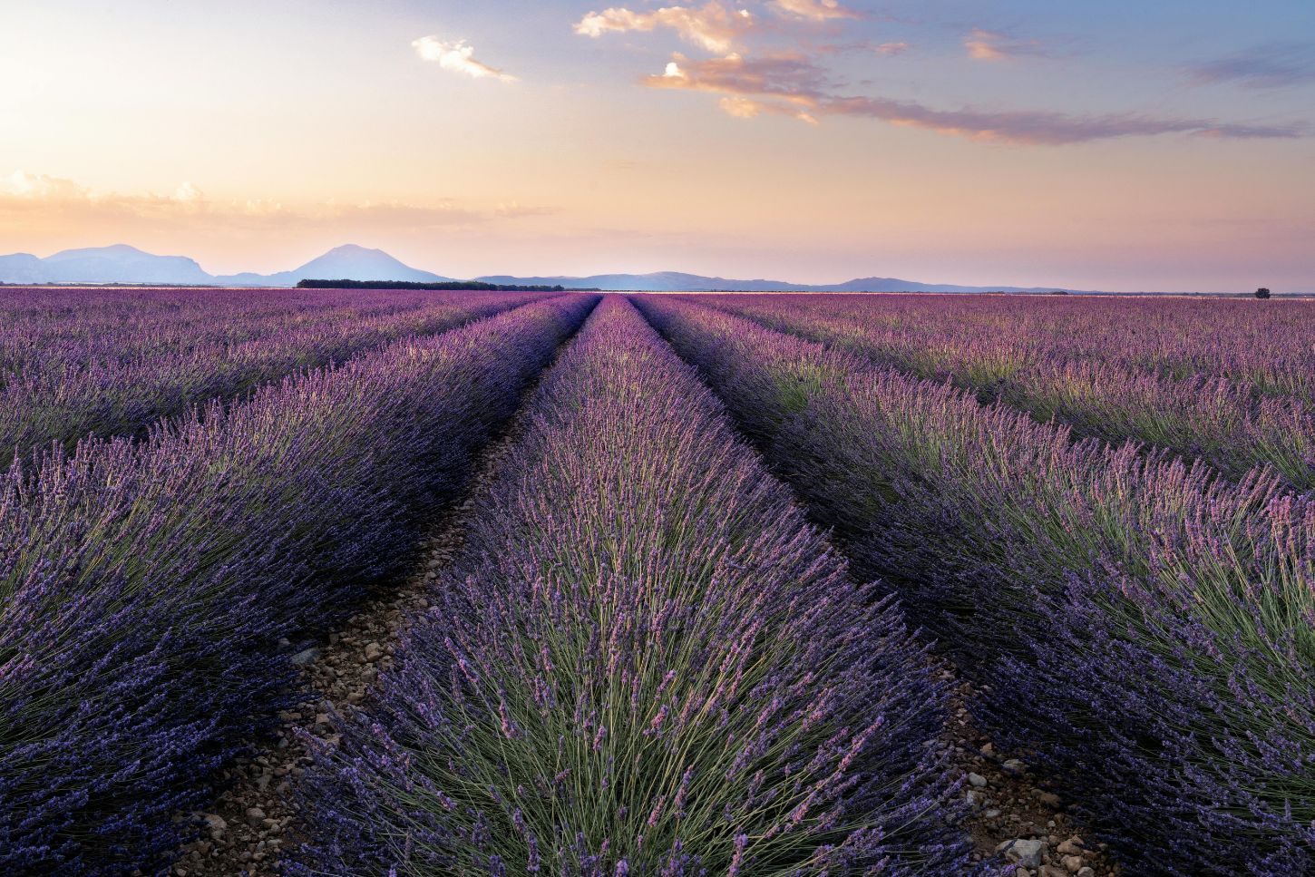 Campos de lavanda en la Provenza